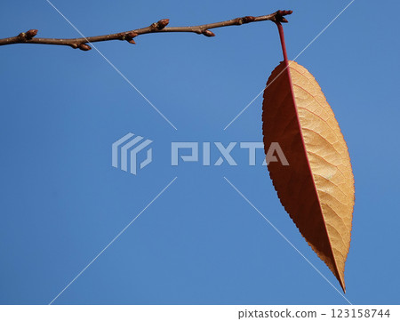 Autumn leaf on a tree branch in sunbeams of light Autumn leaf on a tree branch in sunbeams of light 123158744