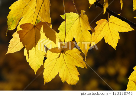 Autumn leaf on a tree branch in sunbeams of light 123158745