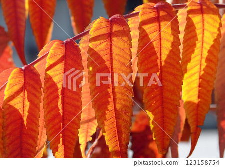 Autumn leaf on a tree branch in sunbeams of light 123158754