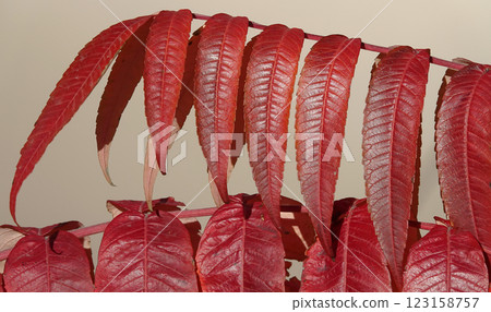 Autumn leaf on a tree branch in sunbeams of light 123158757