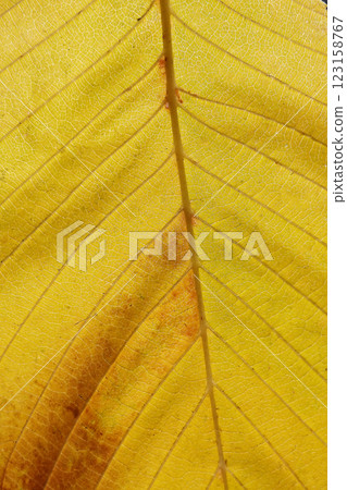 Autumn leaf on a tree branch in sunbeams of light 123158767