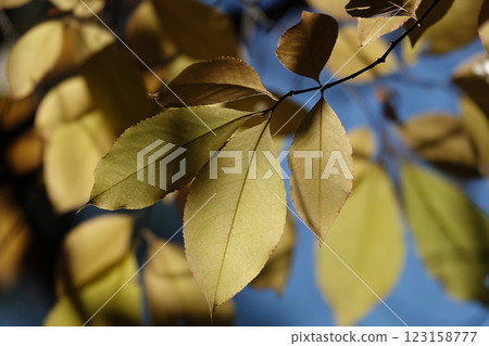 Autumn leaf on a tree branch in sunbeams of light Autumn leaf on a tree branch in sunbeams of light 123158777