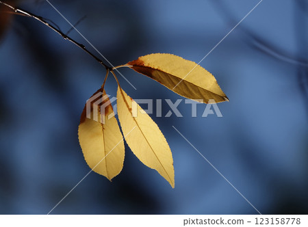 Autumn leaf on a tree branch in sunbeams of light Autumn leaf on a tree branch in sunbeams of light 123158778