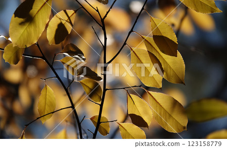 Autumn leaf on a tree branch in sunbeams of light 123158779
