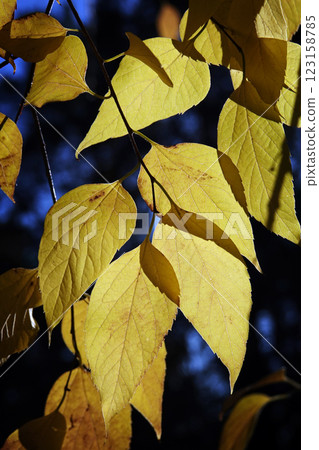 Autumn leaf on a tree branch in sunbeams of light 123158785