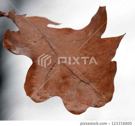 Autumn leaves on oak branches glow in the sunlight Autumn leaves on oak branches glow in the sunlight 123158800