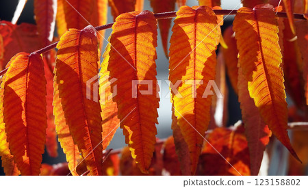 Autumn leaf on a tree branch in sunbeams of light Autumn leaf on a tree branch in sunbeams of light 123158802