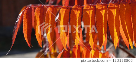 Autumn leaf on a tree branch in sunbeams of light Autumn leaf on a tree branch in sunbeams of light 123158803
