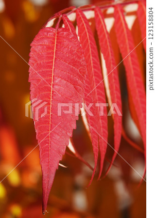 Autumn leaf on a tree branch in sunbeams of light Autumn leaf on a tree branch in sunbeams of light 123158804