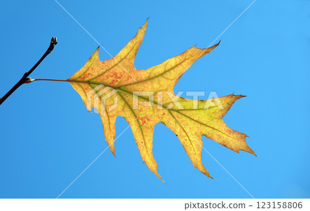 Autumn leaves on oak branches glow in the sunlight 123158806