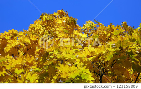 Yellow autumn leaves on tree branches against a blue sky 123158809
