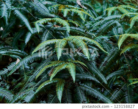 Fern, Polypodium edulis, colony of fern Fern, Polypodium edulis, colony of fern 123158827