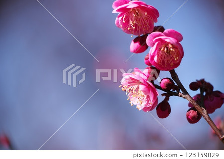 冬末紅梅花 冬末紅梅花 123159029