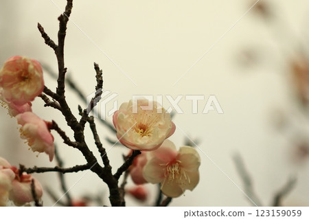 梅花開始綻放 梅花開始綻放 123159059