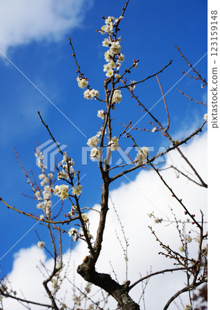 White plum 123159148