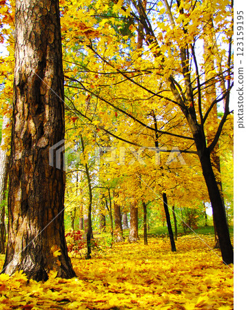 Autumn tree with yellow leaves Autumn tree with yellow leaves 123159195