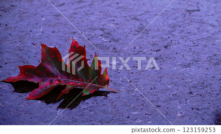 Sad autumn leaf on dark marble Sad autumn leaf on dark marble 123159253