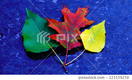 Sad autumn leaf on dark marble Sad autumn leaf on dark marble 123159258