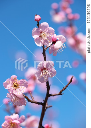 藍天和紅色李子 藍天和紅色李子 123159298