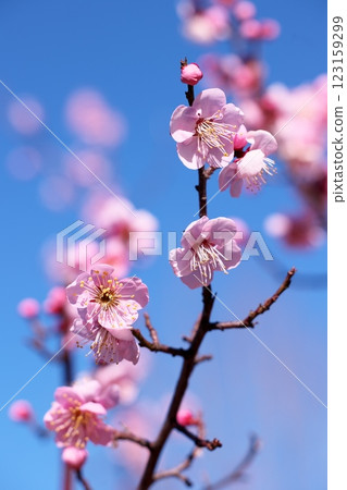 藍天和紅色李子 123159299