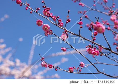 藍天和紅色李子 藍天和紅色李子 123159300