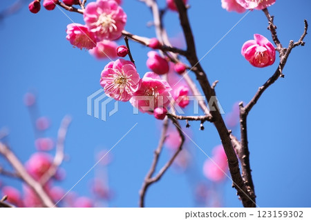 Blue sky and red plum 123159302