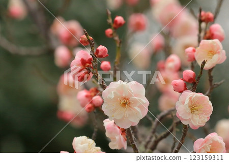 梅花開始綻放 梅花開始綻放 123159311