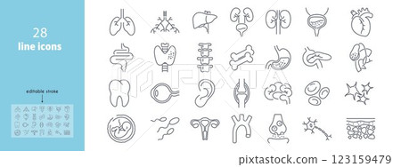 Human anatomy line icons set. Liver, vessels, gallbladder, kidney, duodenum, pancreas, lungs, eye, uterus, heart stomach neuron vector illustration Internal organs Editable Stroke Human anatomy line icons set. Liver, vessels, gallbladder, kidney, duodenum, pancreas, lungs, eye, uterus, heart stomach neuron vector illustration Internal organs Editable Stroke 123159479