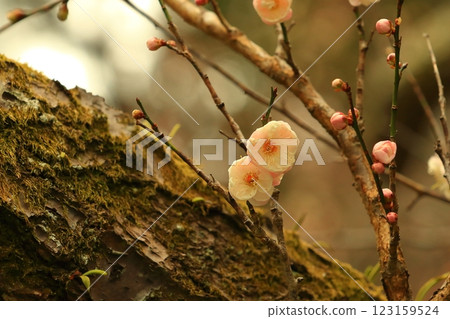 Plum blossoms starting to bloom 123159524