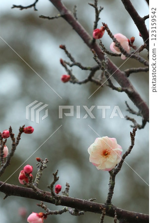 梅花開始綻放 梅花開始綻放 123159542