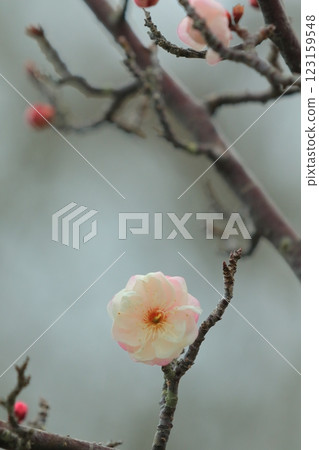 梅花開始綻放 123159548