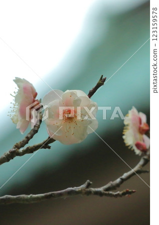 梅花開始綻放 梅花開始綻放 123159578