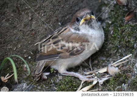 Sparrow 123159635