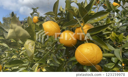 Citrus fruits grown in a field and blue sky 123159978