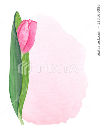 Tulip flower vertical card on pink watercolor background. Hand painted delicate pink flower, eco design. High quality clip art perfect for mother's day, women's day cards, posters, banners, decor Tulip flower vertical card on pink watercolor background. Hand painted delicate pink flower, eco design. High quality clip art perfect for mother's day, women's day cards, posters, banners, decor 123160086