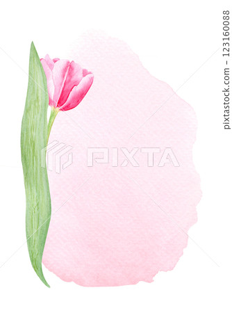 Tulip flower watercolor vertical card isolated on white. Hand painted delicate pink flower, eco design. High quality clip art perfect for mother's day, women's day cards, posters, banners, decor 123160088