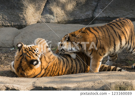 Tiger biting another tiger Tiger biting another tiger 123160089