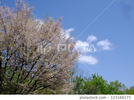 清爽的藍天和盛開的山櫻花【相模原市津久井 4月】 123160173