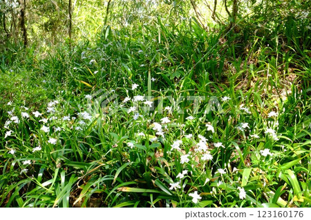 Iris japonica flowers blooming on a bank [Tsukui, Sagamihara City, April] 123160176