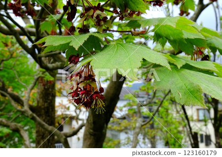 Dark red maple blossoms bloom [Tsukui, Sagamihara City, April] 123160179