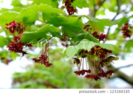深紅色的花朵和新綠色的刺楓 [相模原市津久井 4月] 123160185