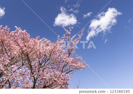 Izu winter cherry blossoms and white clouds 123160195