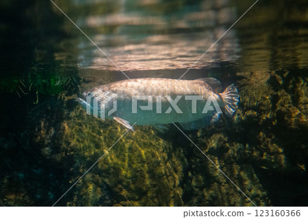 龍魚倒映在水中 123160366