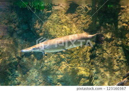 鱷雀鱔在池塘裡游泳 123160367