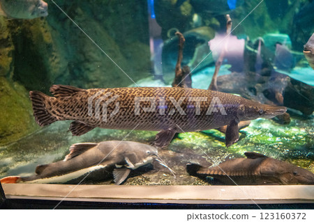 鱷雀鱔在水族館游泳 123160372