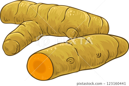 Turmeric  Root Colored Detailed Illustration. 123160441