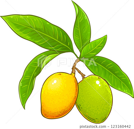 Mango Branch with Fruits and Leaves Colored Detailed Illustration. Organic natural nutritional healthy food ingredient, vegetarian diet product 123160442