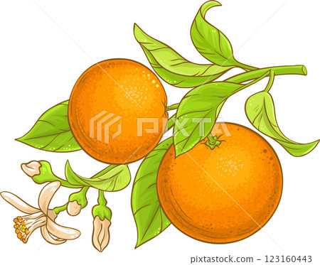 Orange Branch  Colored Detailed Illustration 123160443
