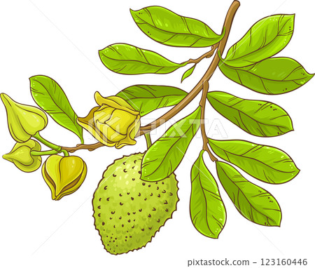 Soursop Branch  Colored Detailed Illustration. 123160446