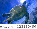 海龜在水下優雅地遊動 123160466